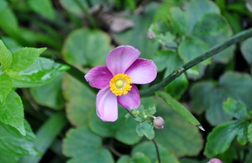 shuumei925 (500x323)