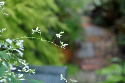euphorbia920_ms