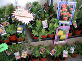 aussiplants1