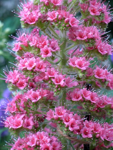 echium518
