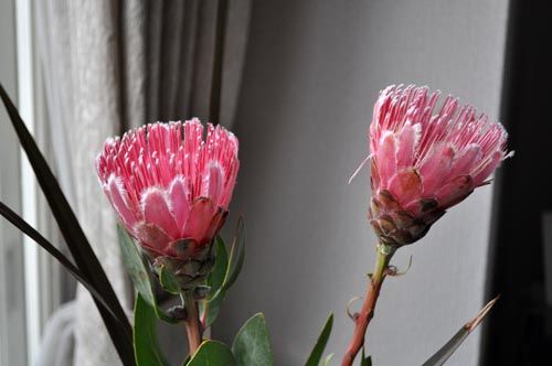 protea205b_ms
