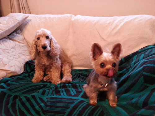 dogs624_ms