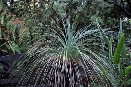 grasstree917_ms