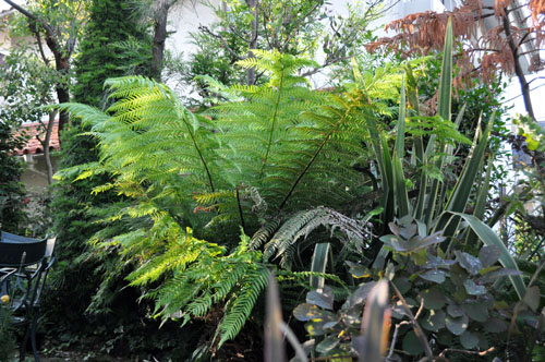 ディクソニア:新しい庭におすすめの植物シリーズ(2 ディクソニア:新しい庭におすすめの植物シリーズ(2