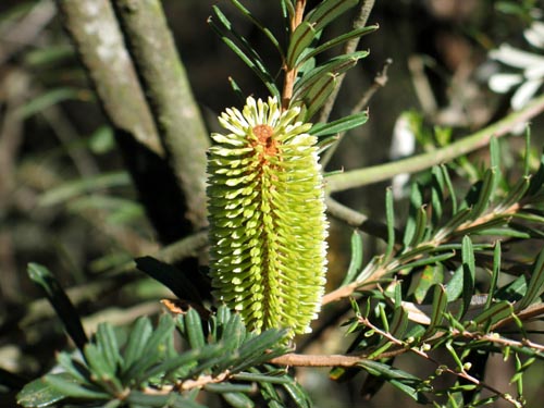 banksia11c