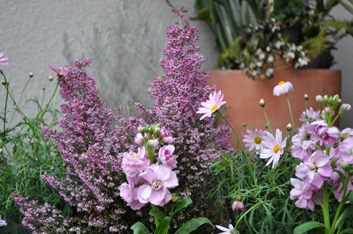 spring206_ms
