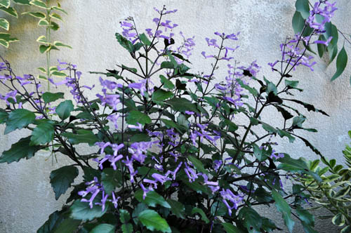 Plectranthus722c_ms