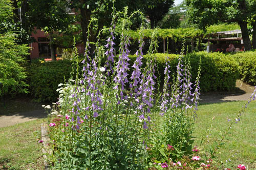 Adenophora hybrida 'Amethyst604_ms