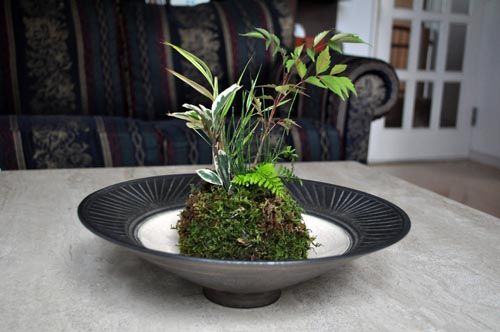 初めての苔玉づくり : Alex's Garden Party♪