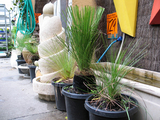 bunninggrasstree