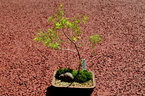 meraleuca917ms