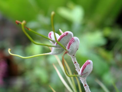 seed