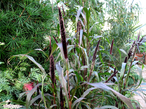 pennisetum918f