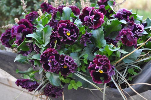 pancsy326a_ms