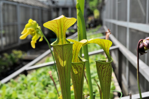 Sarracenia oreophila611ms