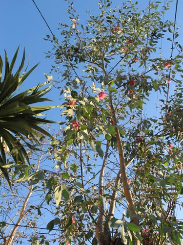 eucalyptus1208b_ms