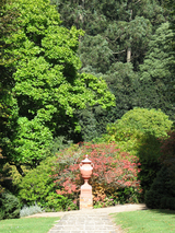 vase_forest
