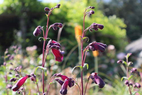 penstemon910ms