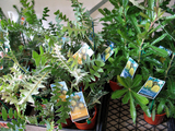 aussieplants2