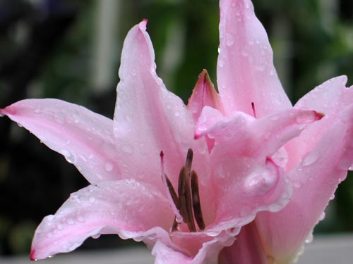 amarcrinum913_ms