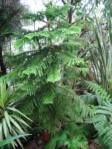 Araucaria915b