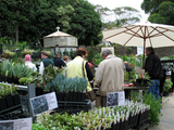 heronseedlings
