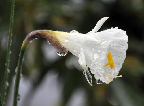 Narcissus romieuxii ssp_ms