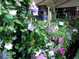 clematis