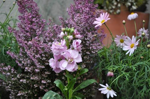 pink206_ms