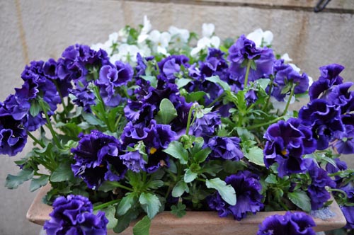 pansy326b_ms