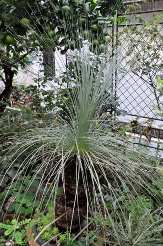 grasstree926 (332x500)