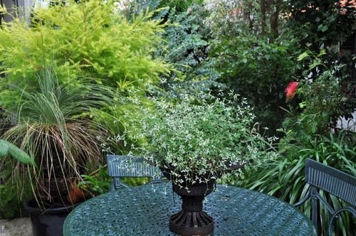 euphorbia919_ms