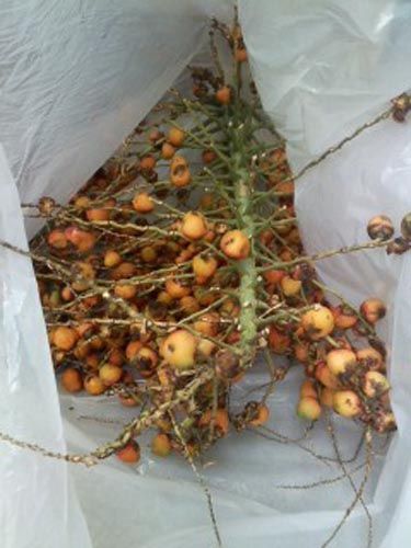 Butia yataiflutes915_ms
