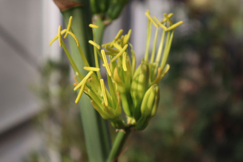 アガベ・ベネズエラが数十年に一度の開花 : Alex's Garden Party♪