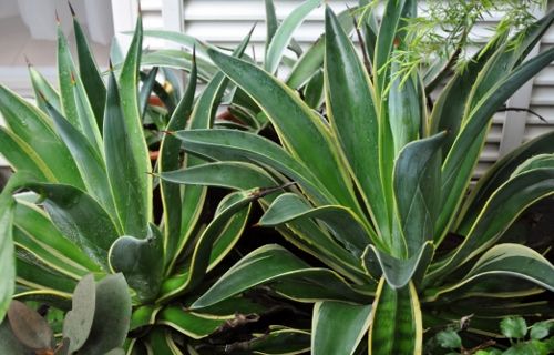 agave924 (500x320)