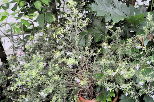 westringia513ams
