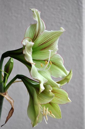 Amaryllis915d_ms