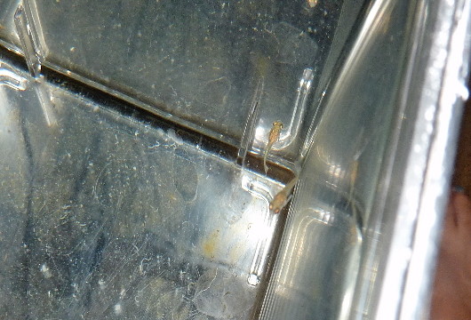 P1170684(1)