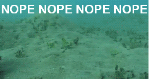 nop-nope-octopus