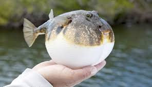 ダウンロード