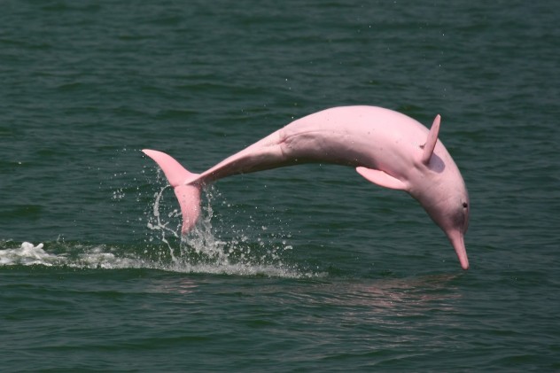 pink-e1377172582401