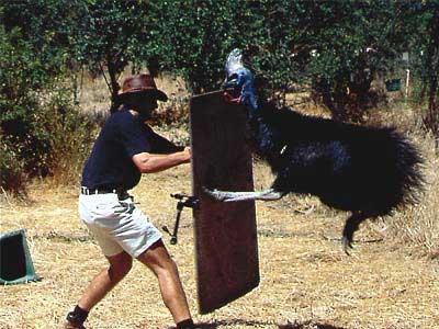 _emu-shield