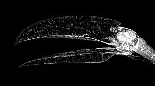 xray-pictures-photos-zoo-animals-oregon-oregonzoo