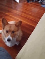 funny-corgis-cute-dogs-16-5af9967d686ba__700