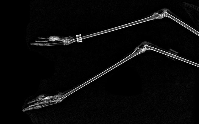 xray-pictures-photos-zoo-animals-oregon-oregonzoo