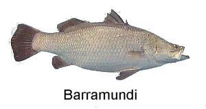 barramundi-gif