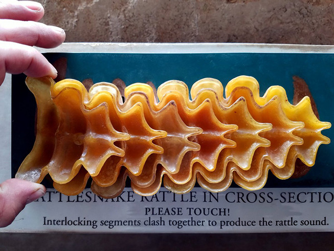 unusual-photos-of-things-cut-in-half-10-5c822753c1009__700 (1)