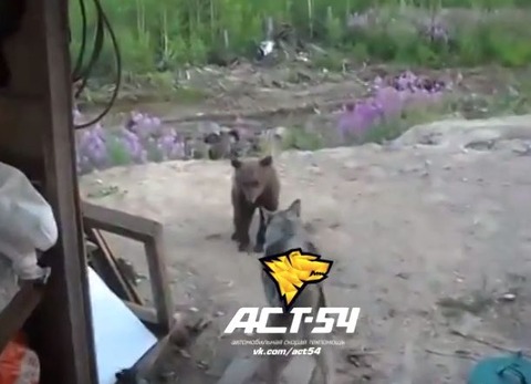 B 暴力 動画あり ロシア人 子グマと番犬の威嚇合戦をヘラヘラ観戦 母グマが登場し３人死亡 海外の反応 海外の万国反応記