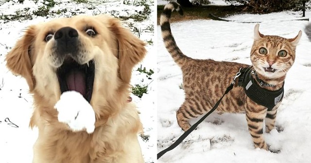 funny-animals-first-snow-cats-dogs-fb31__700-png