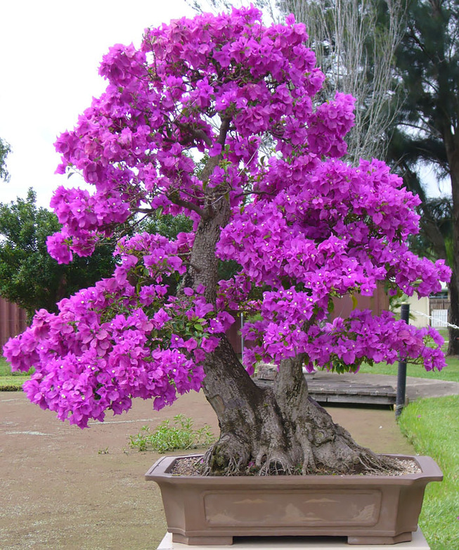 amazing-bonsai-trees-10-5710e7a9bbcd6__700
